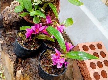 flores-ornamentales en Paraguay