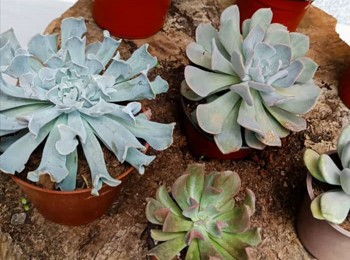 La Floricultura en Paraguay: Una Industria en Crecimiento en Paraguay