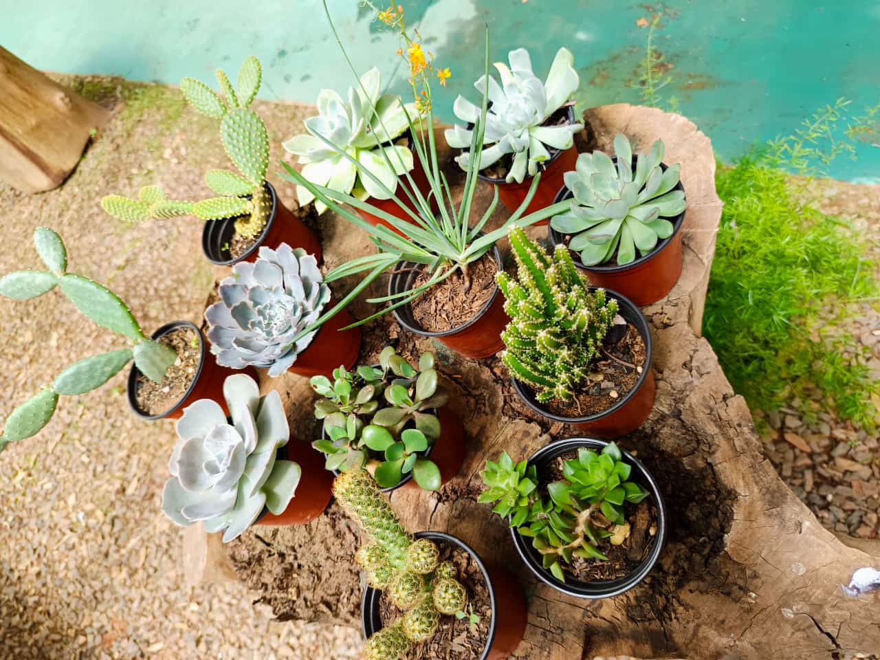 paraguay en Paraguay