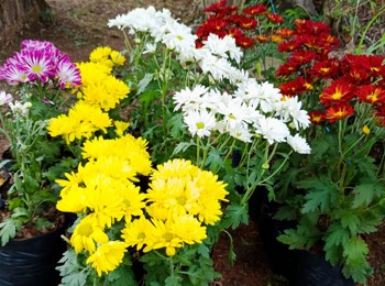  Las Flores Coloridas del Paraguay en Paraguay