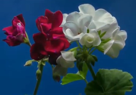 El Encanto de las Rosas: Belleza en Pleno Florecimiento en Paraguay